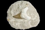 Otodus Shark Tooth Fossil in Rock - Eocene #174048-1